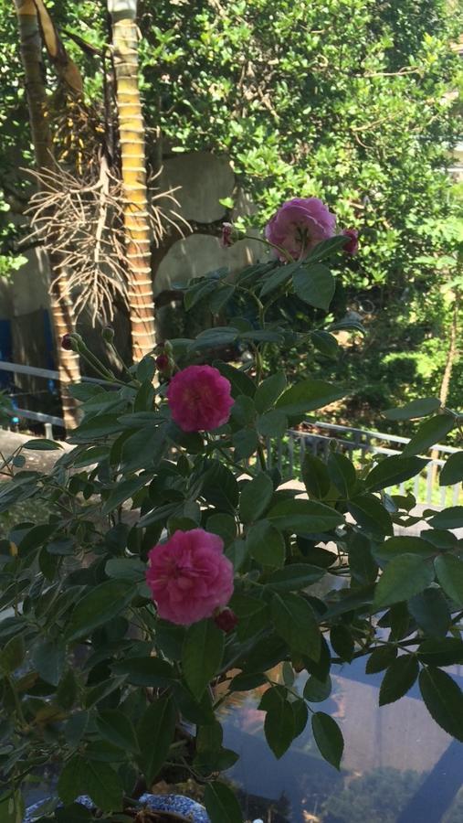 Hostel Phuong Nga Dalat Eksteriør bilde